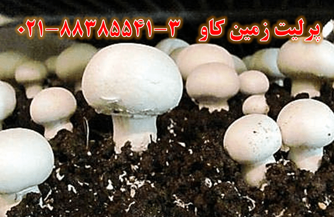 mushroom perlite